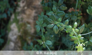 Wild madder